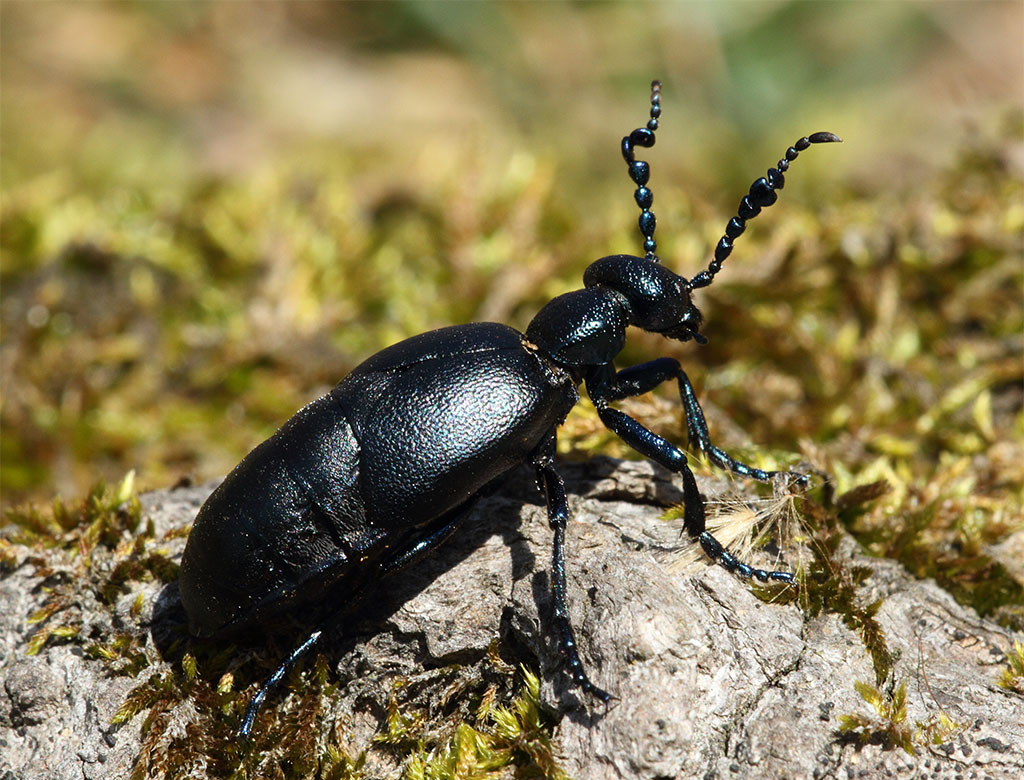 Meloe (Meloe) proscarabaeus?