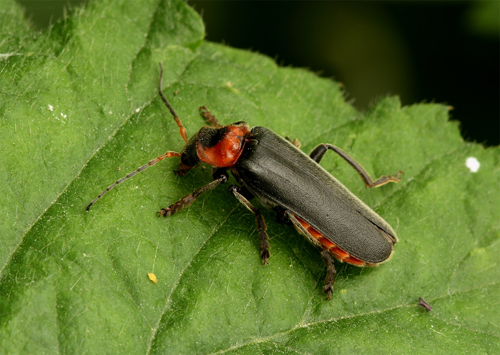 Cantharis fusca