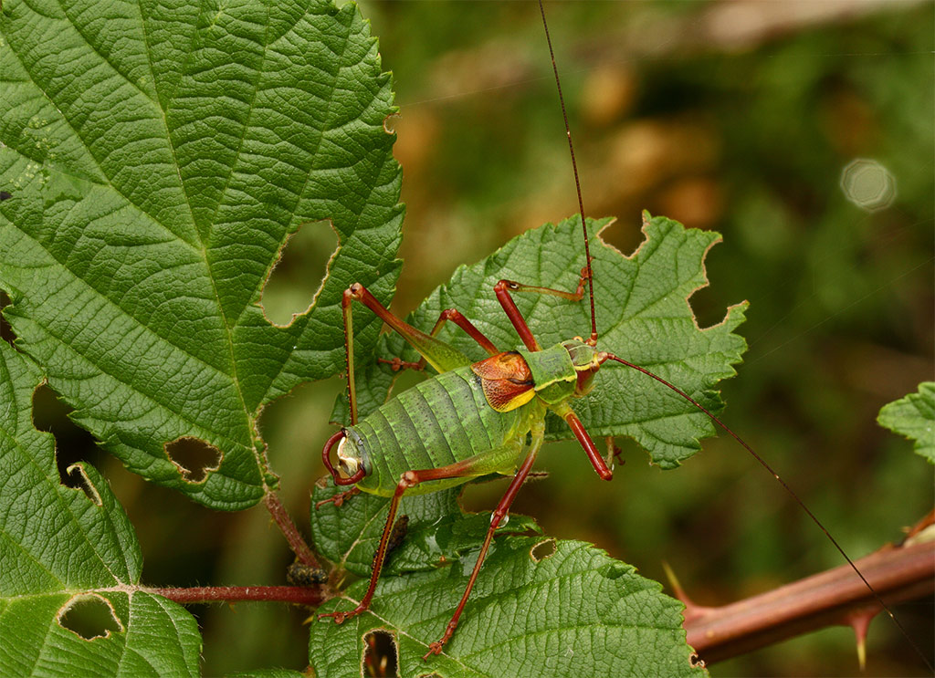 cavalletta da identificare