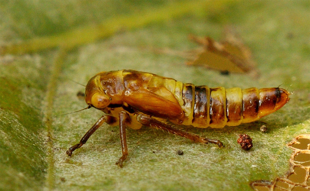 insetto su foglia, ninfa di Cicadellidae: Populicerus sp.