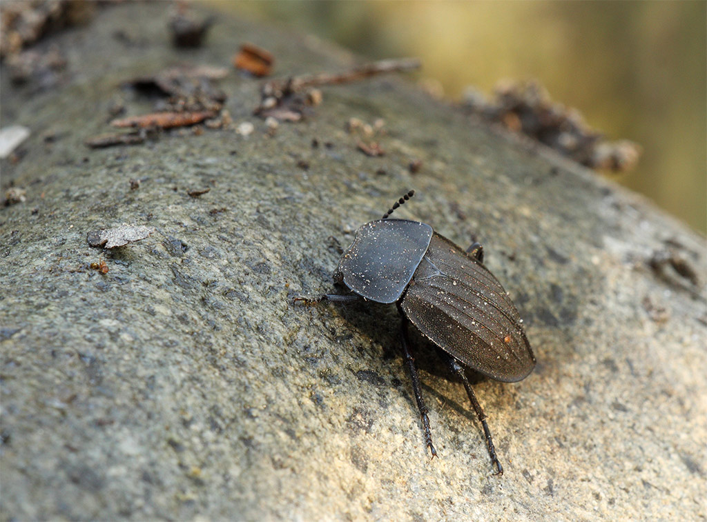 Silpha carinata