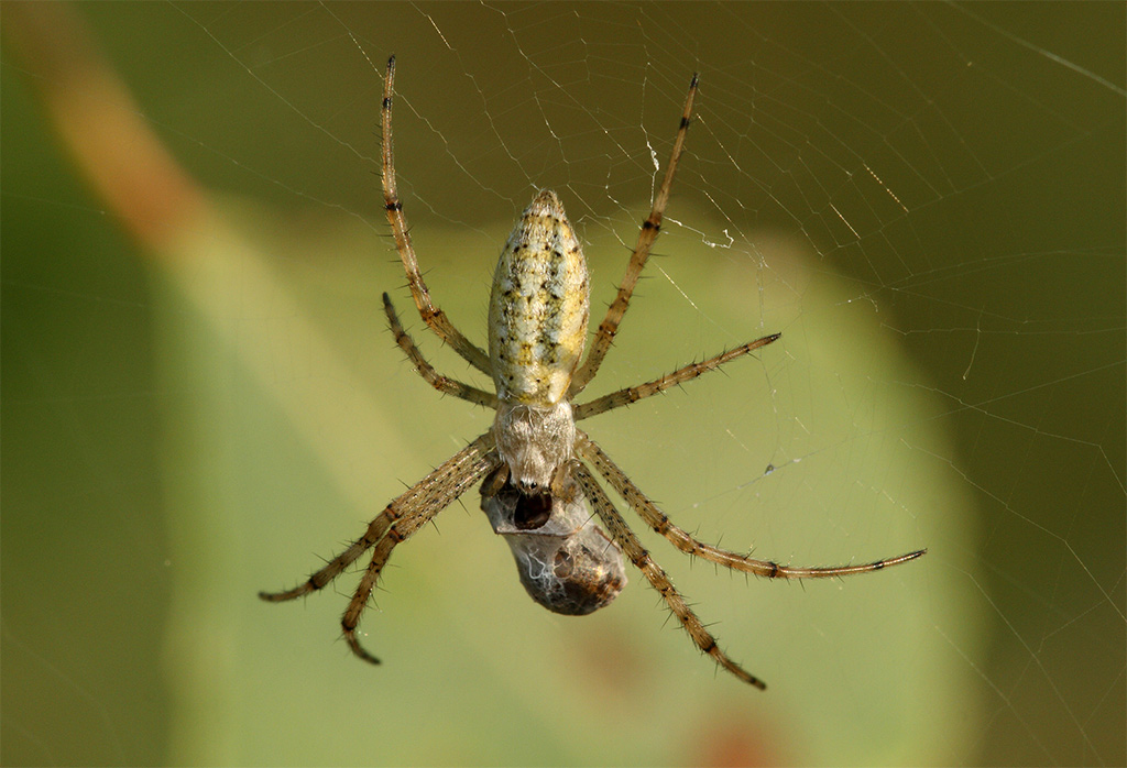 Argiope bruennichi