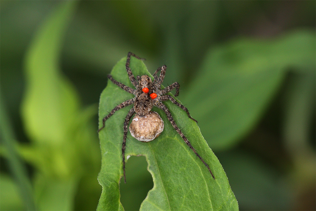 Pardosa sp.