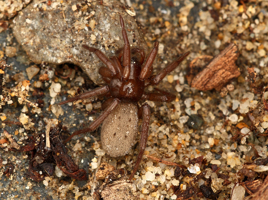 Gnaphosa sp.