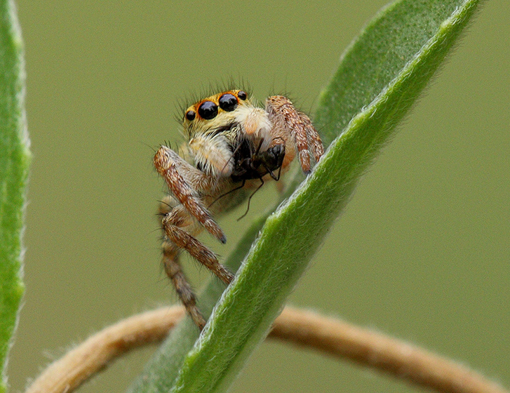 Salticidae