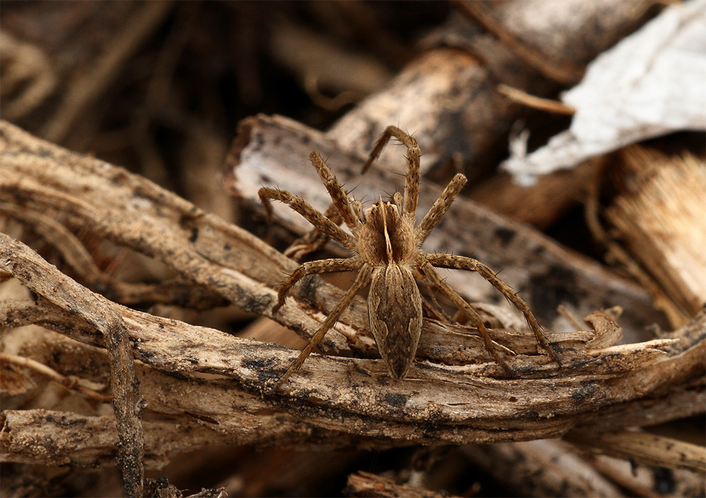 Pisaura mirabilis