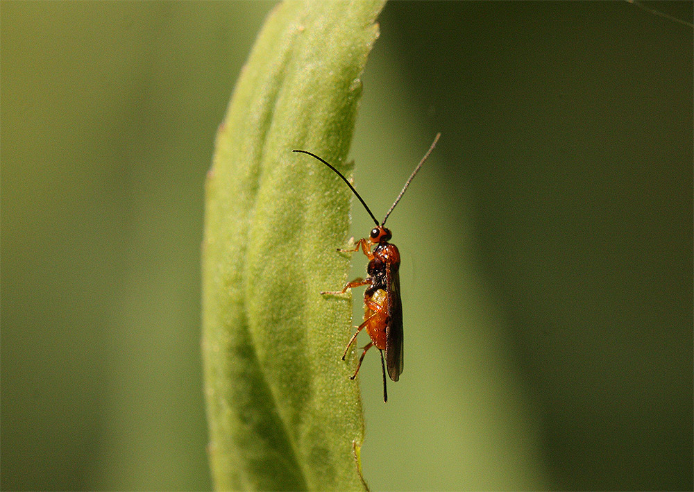 Braconidae