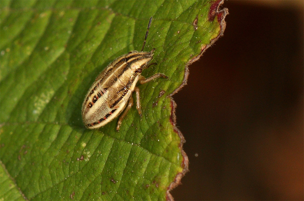 Pentatomidae: ninfa di Aelia acuminata dell''area pavese (PV)