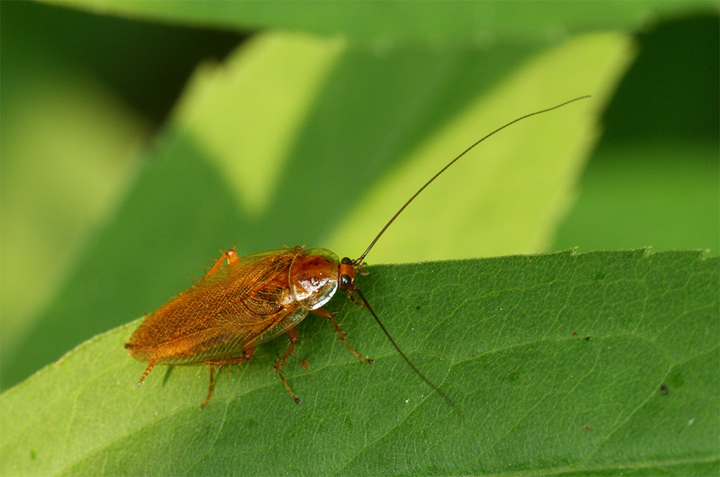 Ectobius sp.