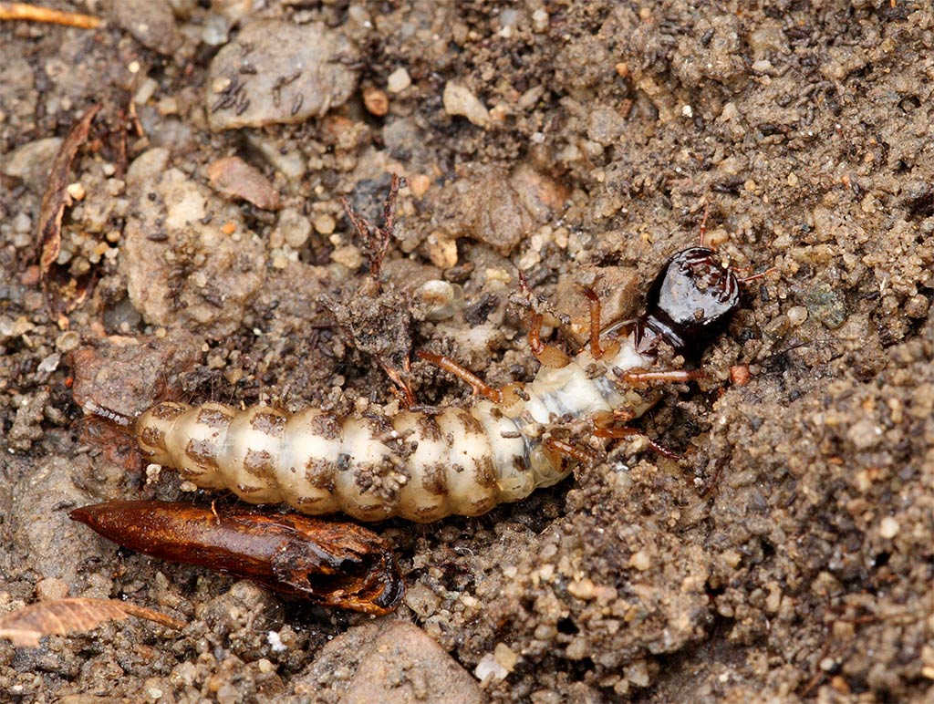 Larva di Staphilinidae