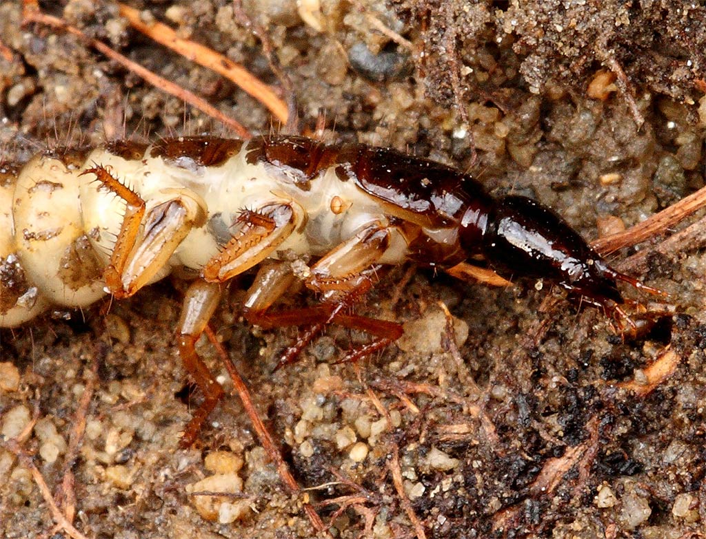 Larva di Staphilinidae