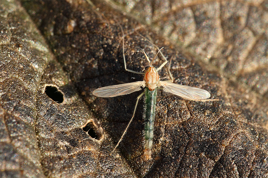 Dittero Chironomide