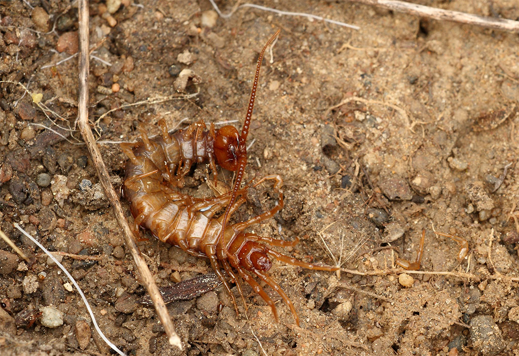 Lithobius