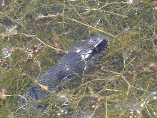 Biacco in acqua?