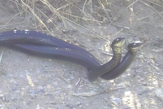 Biacchi in corteggiamento