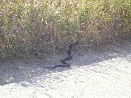 Biacchi in corteggiamento