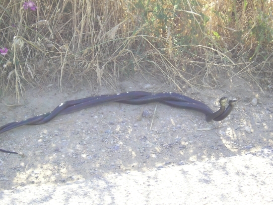 Biacchi in corteggiamento