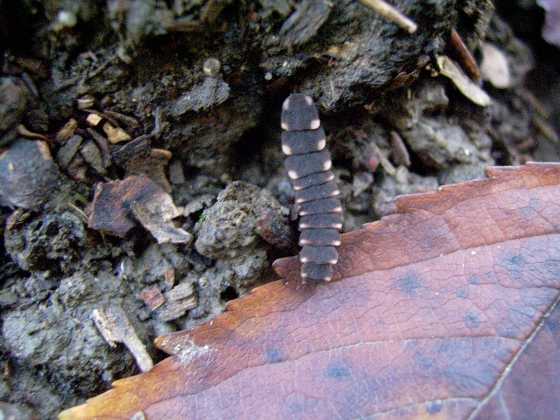 larva di Lampyris raymondi