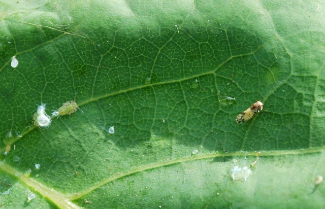 Cacopsylla pulchella (Psyllidae)