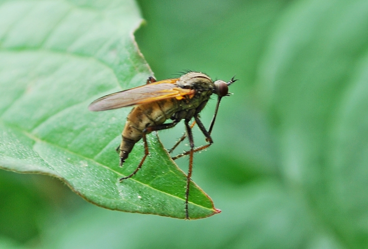 Empis (Lissempis) nigritarsis (Empididae)