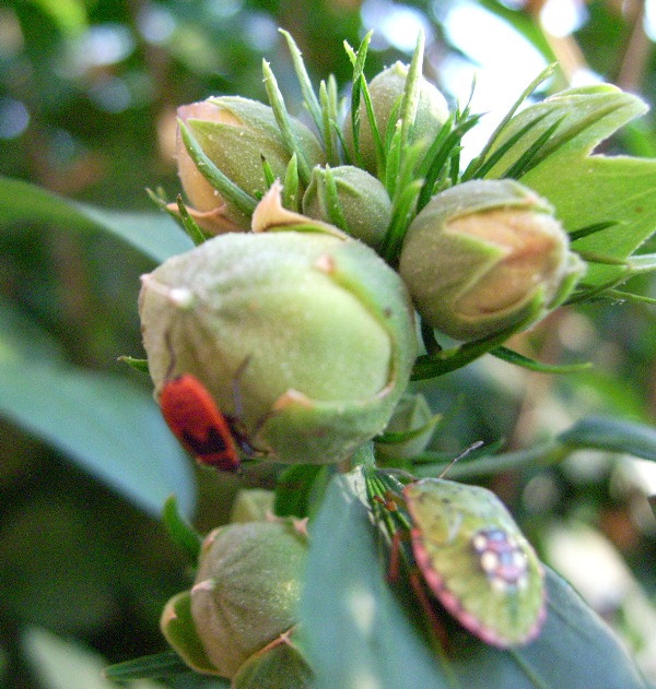 Pyrrhocoris e Nezara sull''ibisco!