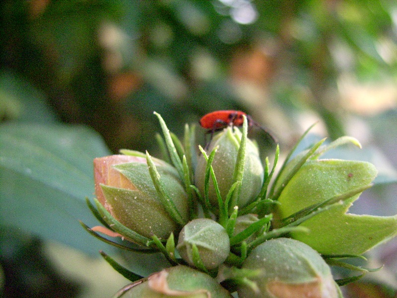 Pyrrhocoris e Nezara sull''ibisco!