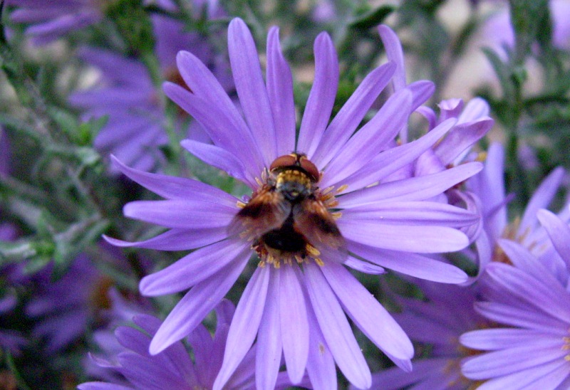 Ectophasia cf. crassipennis (Tachinidae)