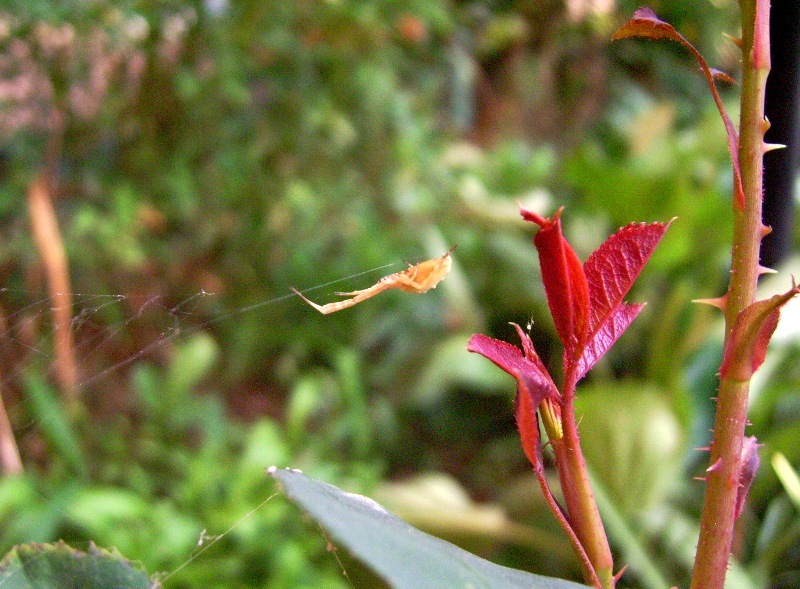 Uloborus sp