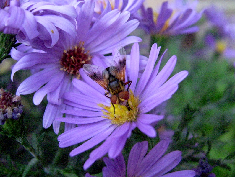 Ectophasia cf. crassipennis (Tachinidae)