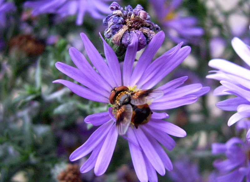 Ectophasia cf. crassipennis (Tachinidae)