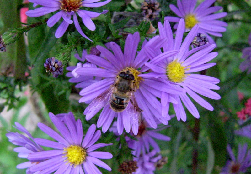 Eristalis tenax (Syrphidae)