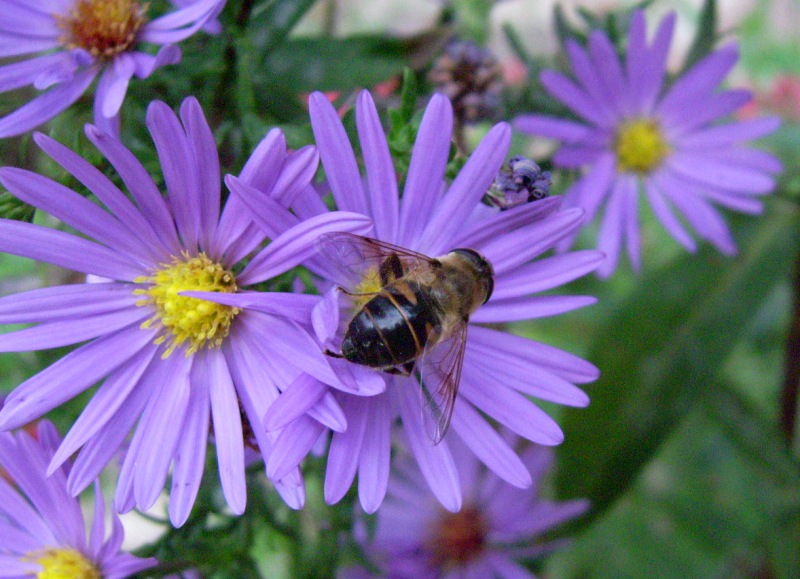 Eristalis tenax (Syrphidae)