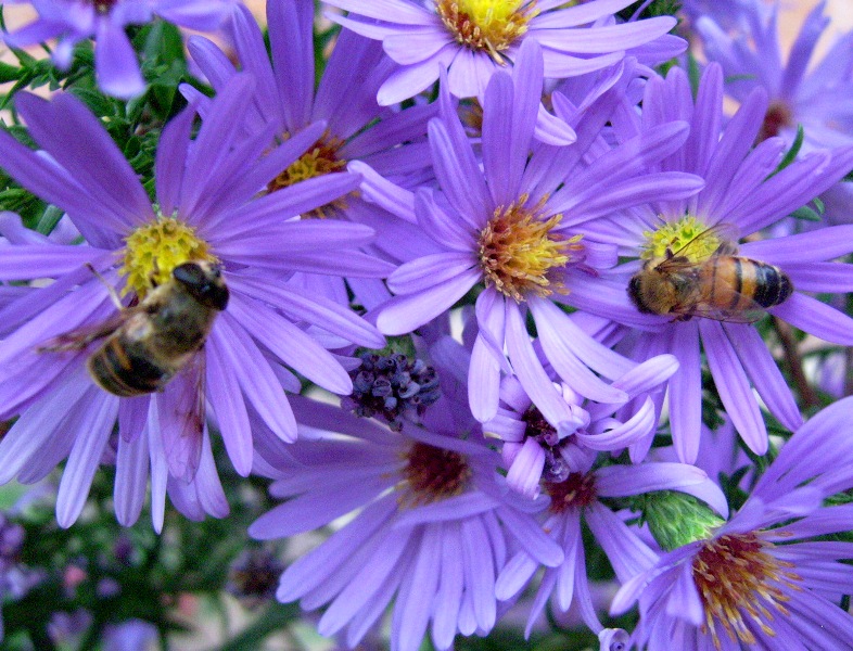 Eristalis tenax (Syrphidae)