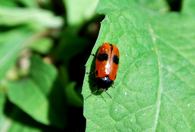 Clytra laeviuscola