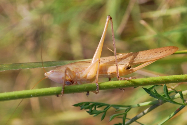 cavalletta da identificare