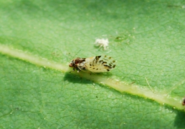 Cacopsylla pulchella (Psyllidae)