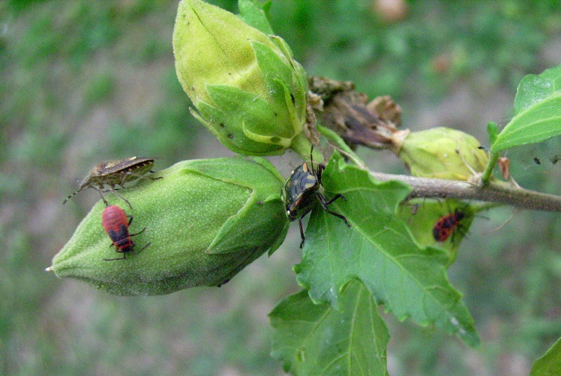 ibiscus affollato