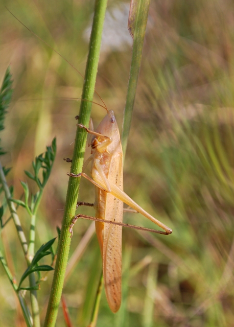 cavalletta da identificare