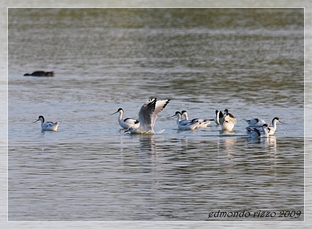 Avocette e approfittatori