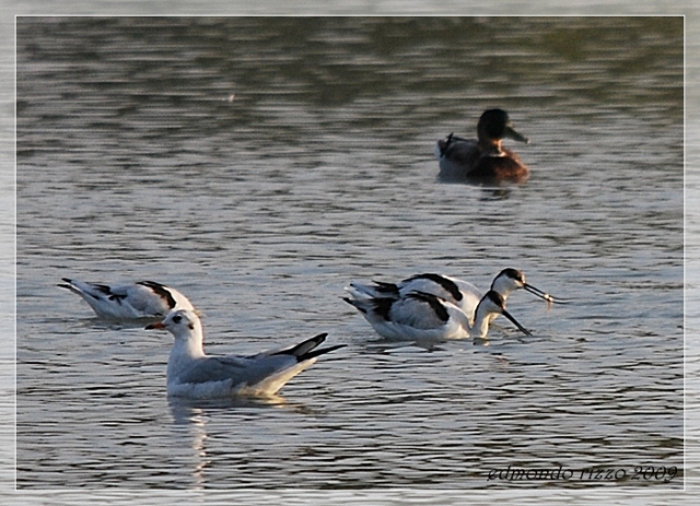 Avocette e approfittatori