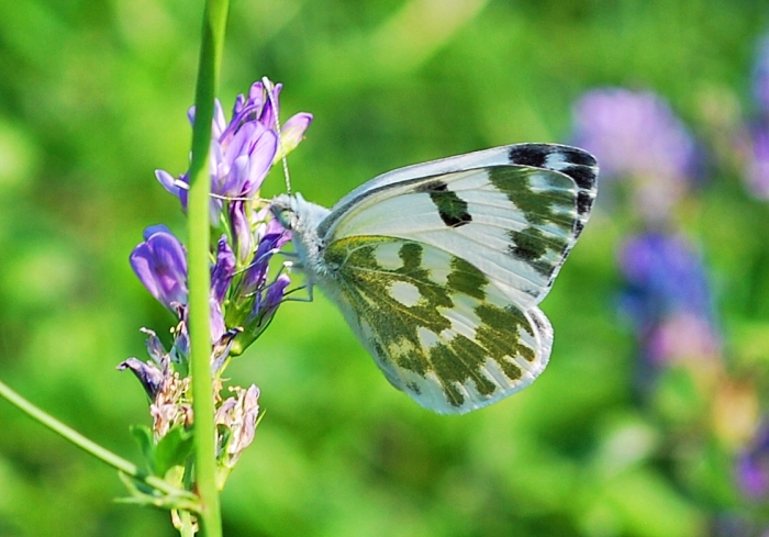 Euchloe da determinare