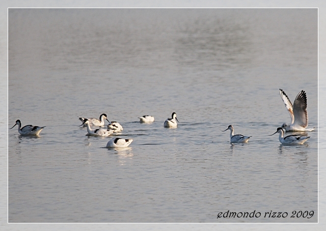 Avocette e approfittatori