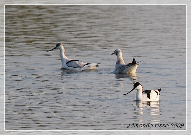 Avocette e approfittatori