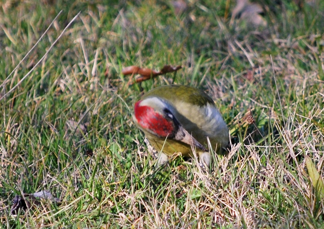 Picchio verde