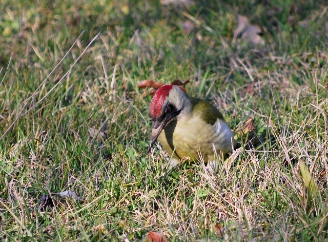 Picchio verde