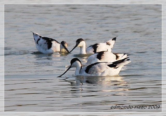 Avocette e approfittatori