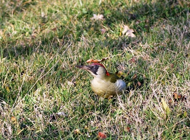 Picchio verde