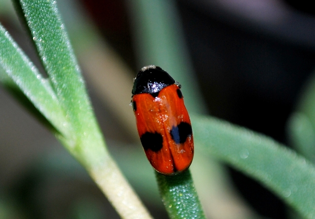 Clytra laeviuscola