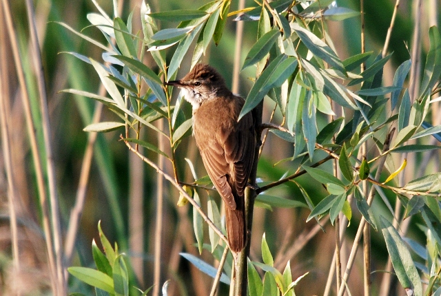 Dubbio cannaiola