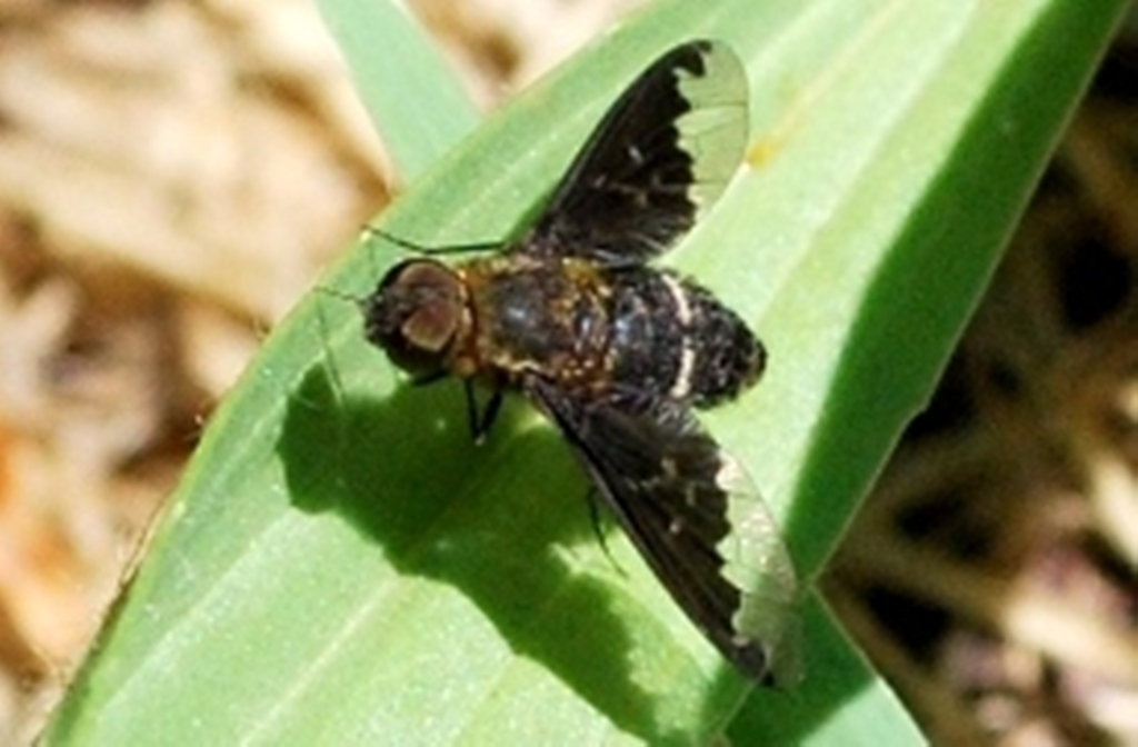 Bombyliidae da identificare